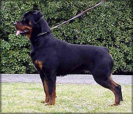 rottweiler