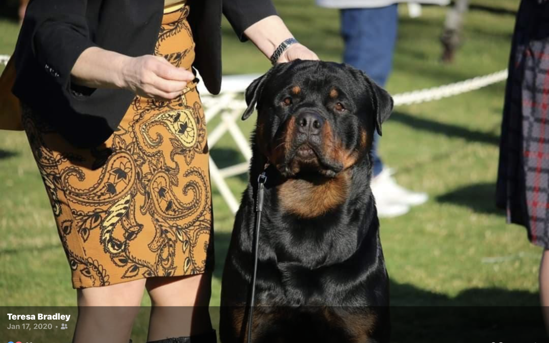 0059 Picture Of Grand Champion Jayce Of Olympus Walk RN