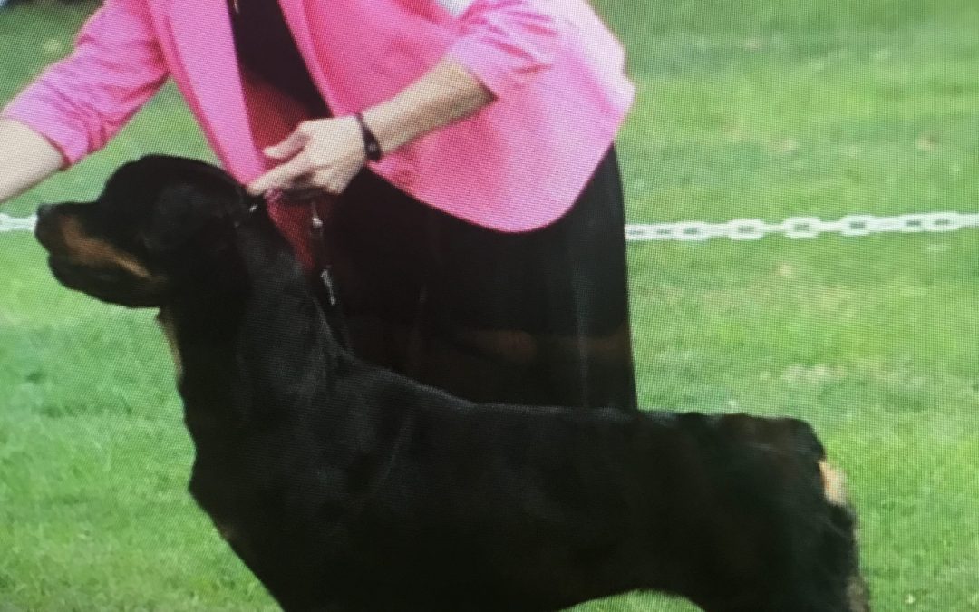 0232 CH Darkstarr’s Dream Come True