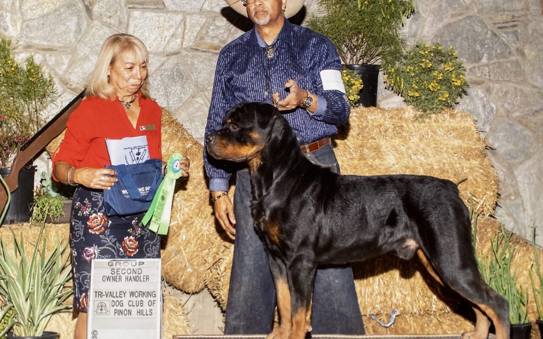 0287 GRCH Jayce Of Olympus Walk RN