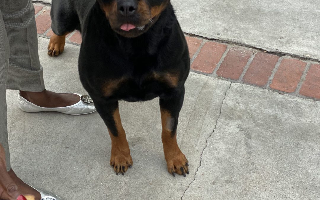 0322 Ch Galena Of Olympus Walk