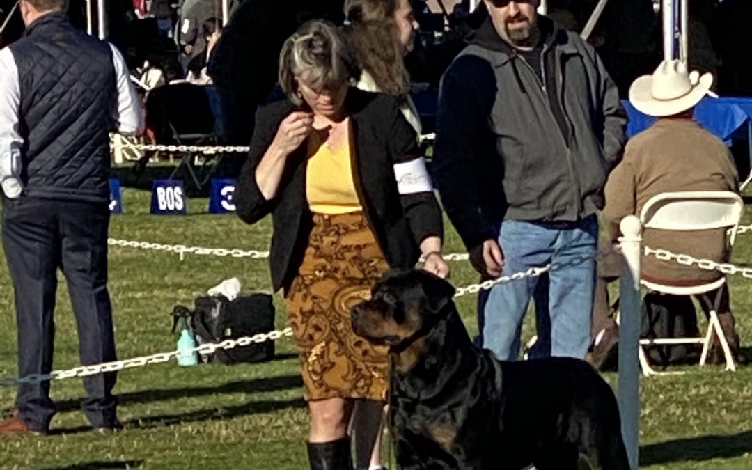 0446 GRCH Jayce Of Olympus Walk RN