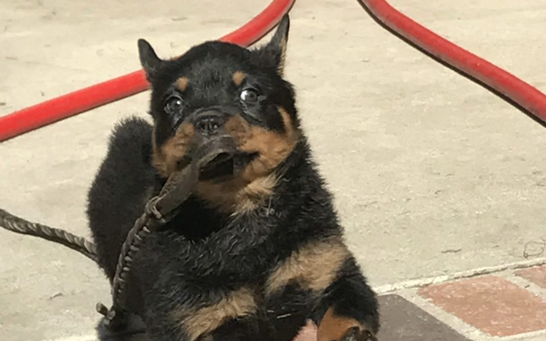 0465 Olympus Walk Puppy