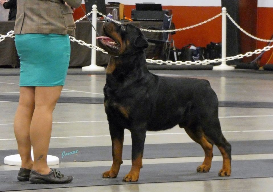 0650 GRCH Jayce Of Olympus Walk RN