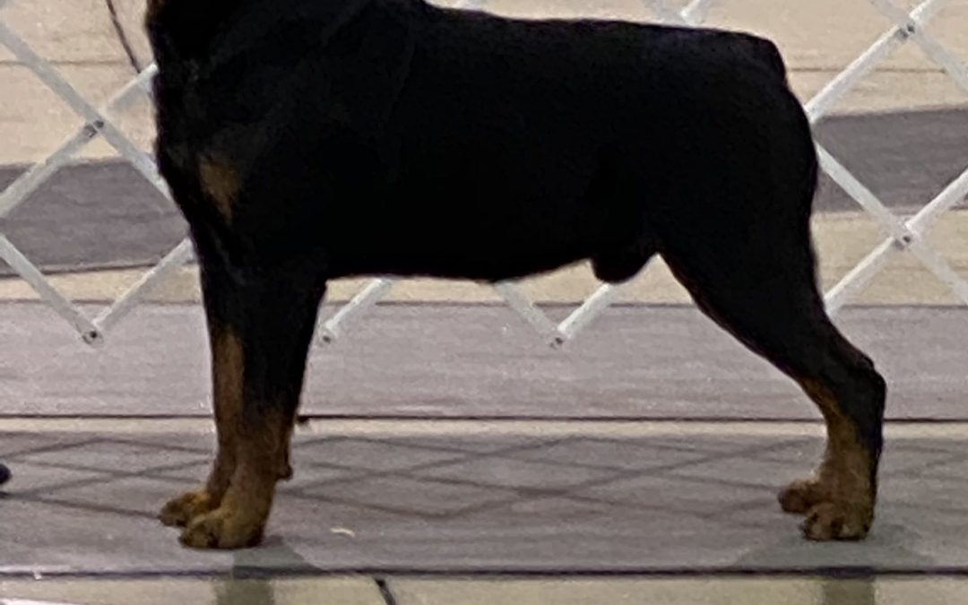 0708 GRCH Jayce Of Olympus Walk RN