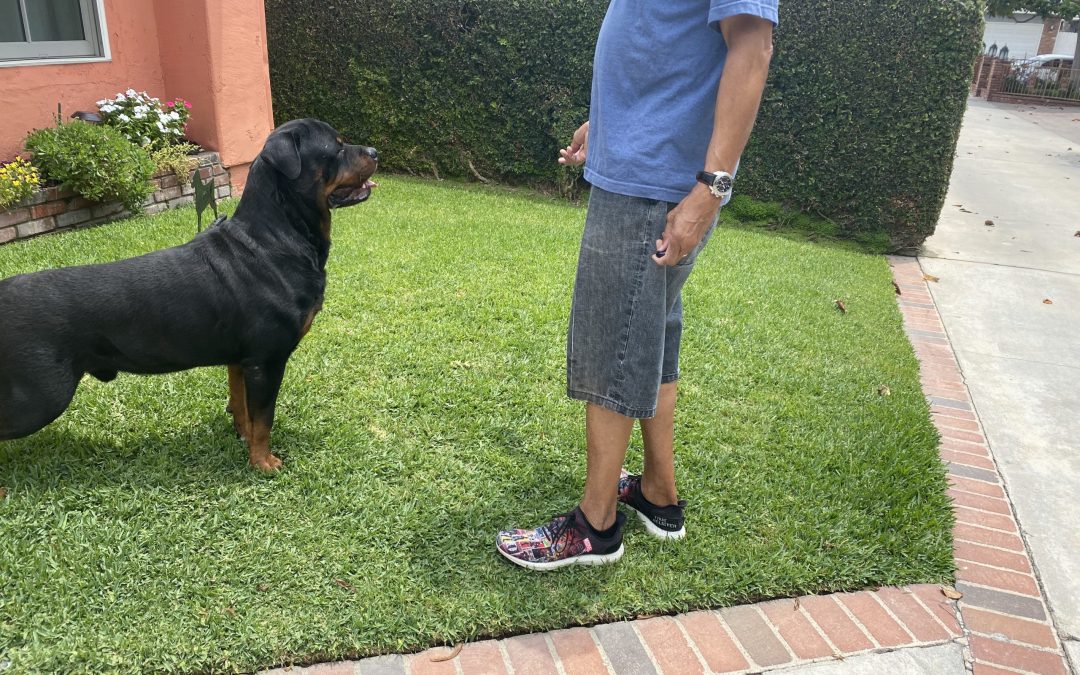 0831 GRCH Jayce Of Olympus Walk RN