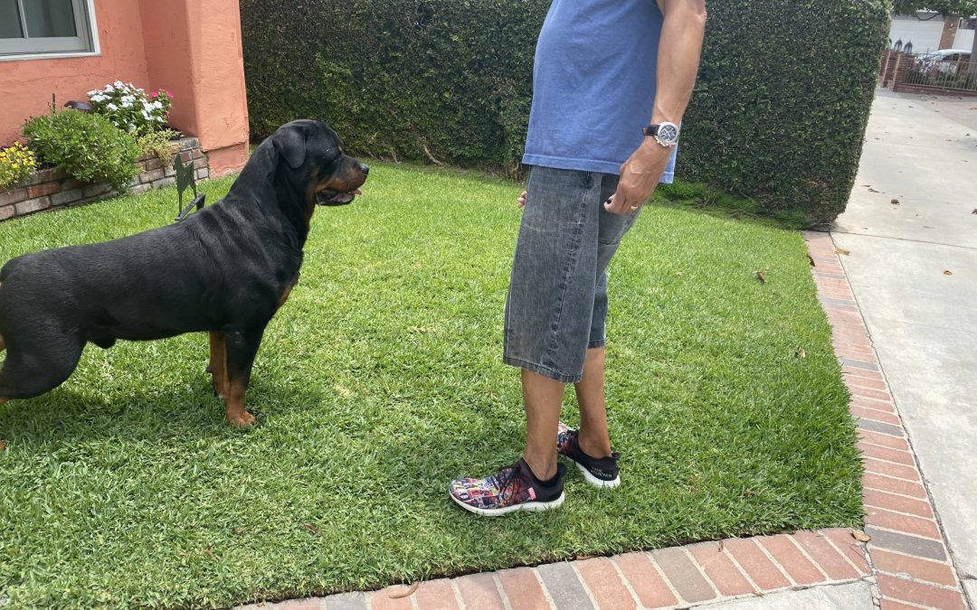 0834 GRCH Jayce Of Olympus Walk RN