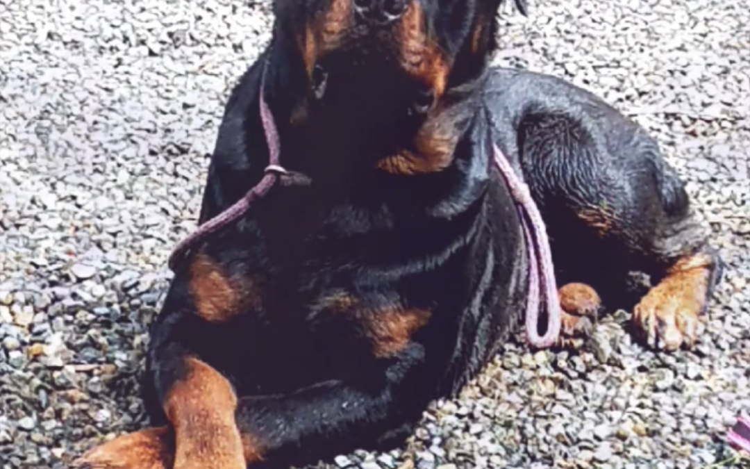 1334 GRCH Jayce Of Olympus Walk RN