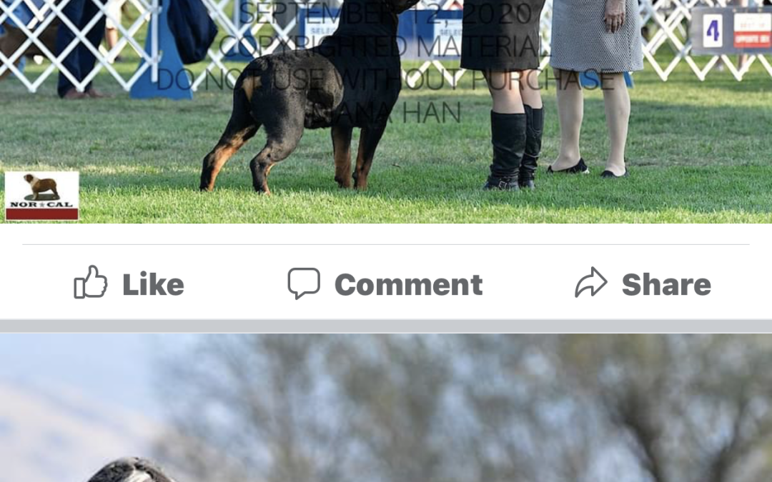 1343 GRCH Jayce Of Olympus Walk RN