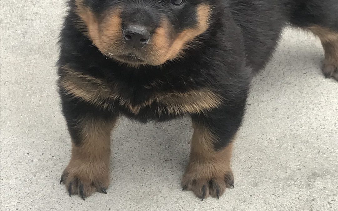 3574 Olympus Walk Puppy