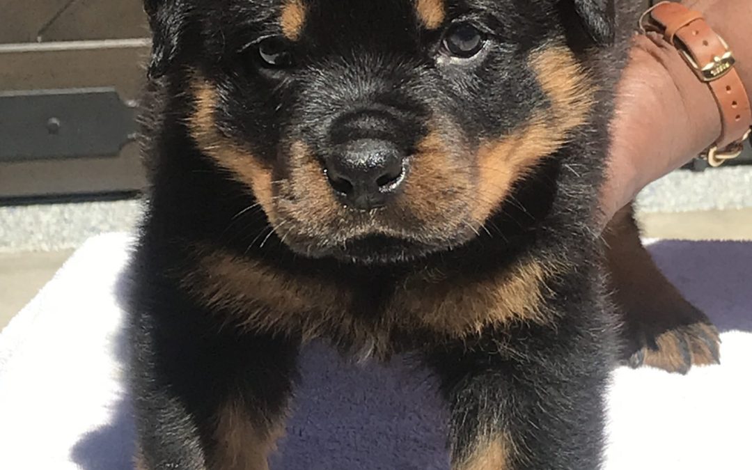 3631 Jayce As A Puppy