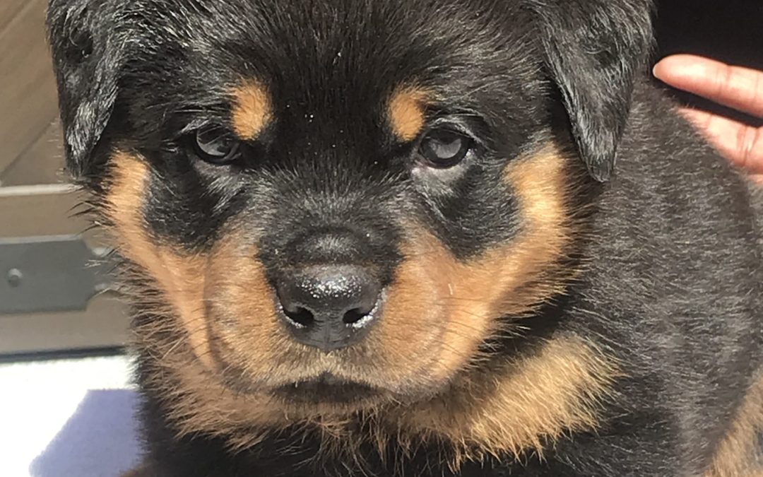 3641 Olympus Walk Puppy