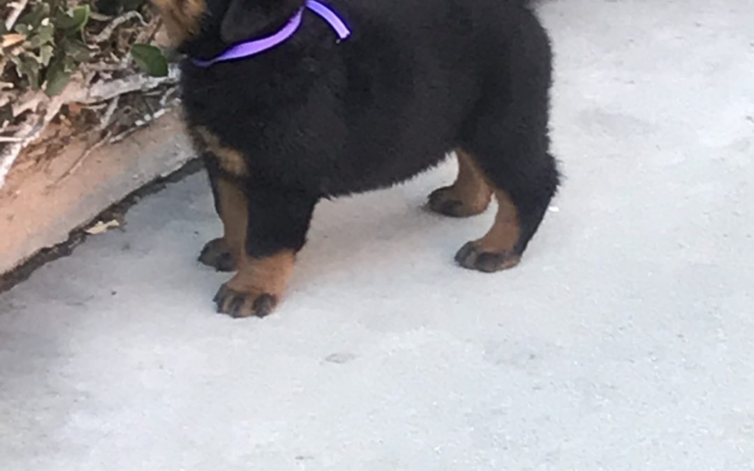 3651 Olympus Walk Puppy