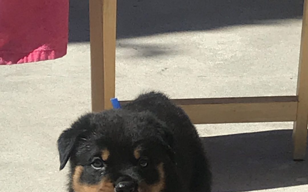 3695 Olympus Walk Puppy