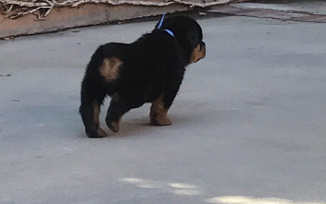 3700 Olympus Walk Puppy