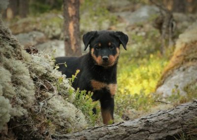 The Truth About Rottweilers