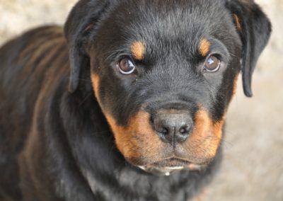 The Genetic Makeup of American Rottweilers