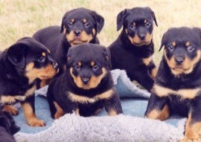 Improper Dog Breeding – Do Not Buy Or Adopt a Dog Before Reading